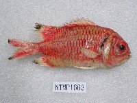 點鰭金鱗魚藏品圖，第2張